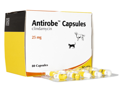 アンチローブ(Antirobe) 犬猫用 80カプセル 1箱